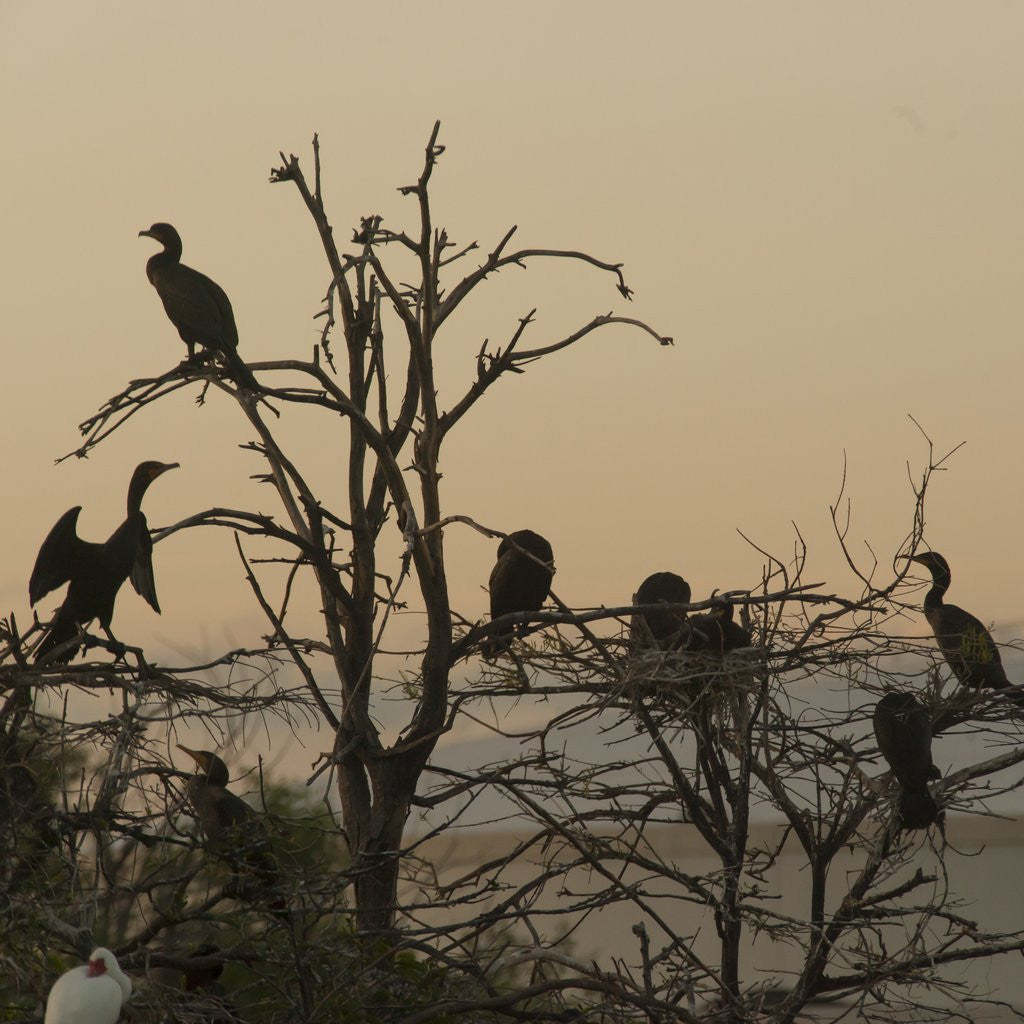 Detail of Cormorant silhouettes in a tree at the Wakodahatchee Wetlands by Corbis