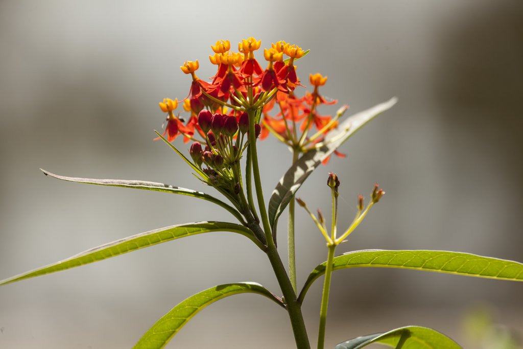 Detail of West Indian lantana flowers by Anonymous
