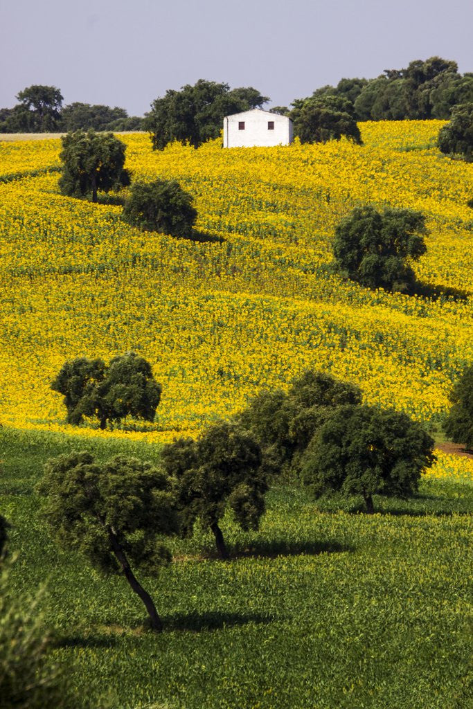 Detail of Small White House in Hillside in Sunflower and Oak Tree by Anonymous