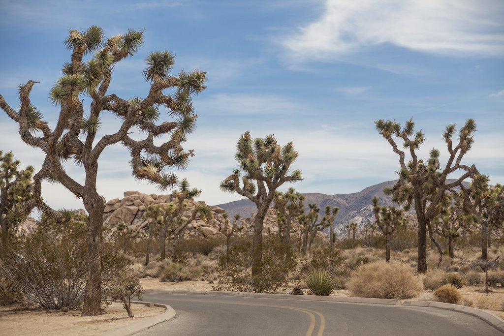 Detail of Joshua Tree National Park by Anonymous