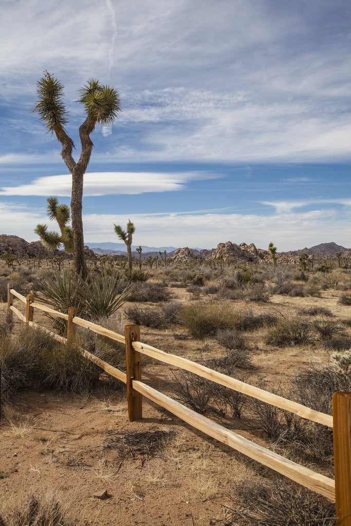 Detail of Joshua Tree National Park by Anonymous