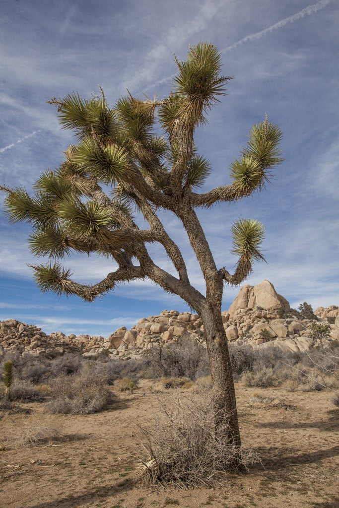 Detail of Joshua Tree National Park by Anonymous