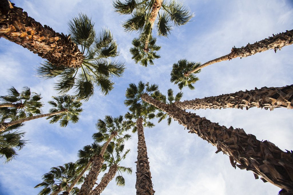Detail of California Fan Palms by Anonymous