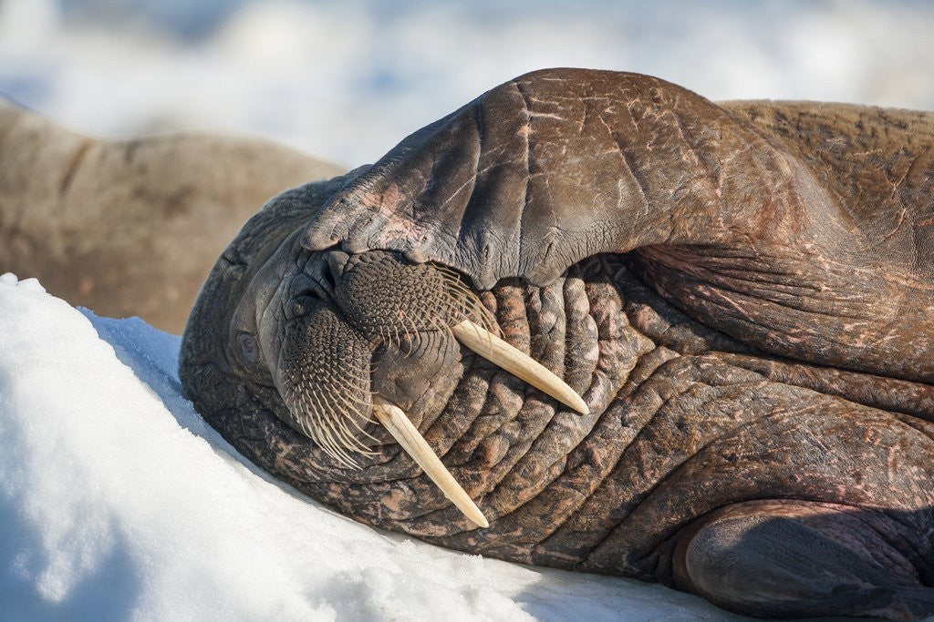 Detail of Walrus on Sea Ice, Hudson Bay, Nunavut, Canada by Anonymous