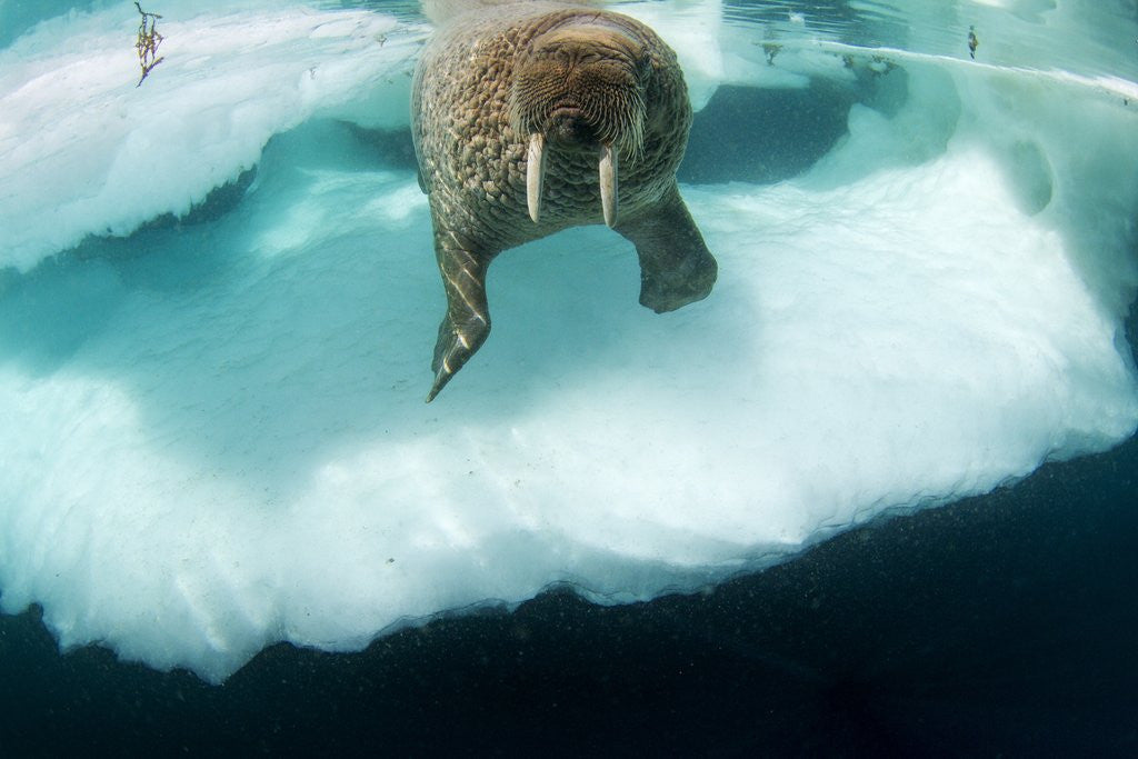 Detail of Underwater View of Walrus, Hudson Bay, Nunavut, Canada by Anonymous