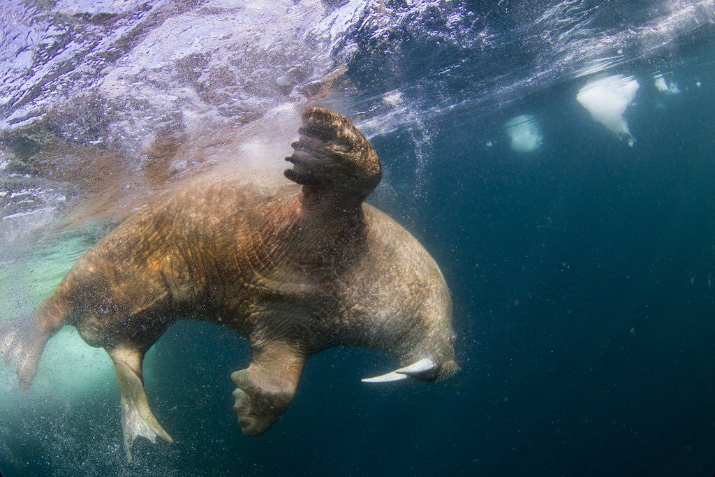 Detail of Underwater Walrus, Hudson Bay, Nunavut, Canada by Anonymous