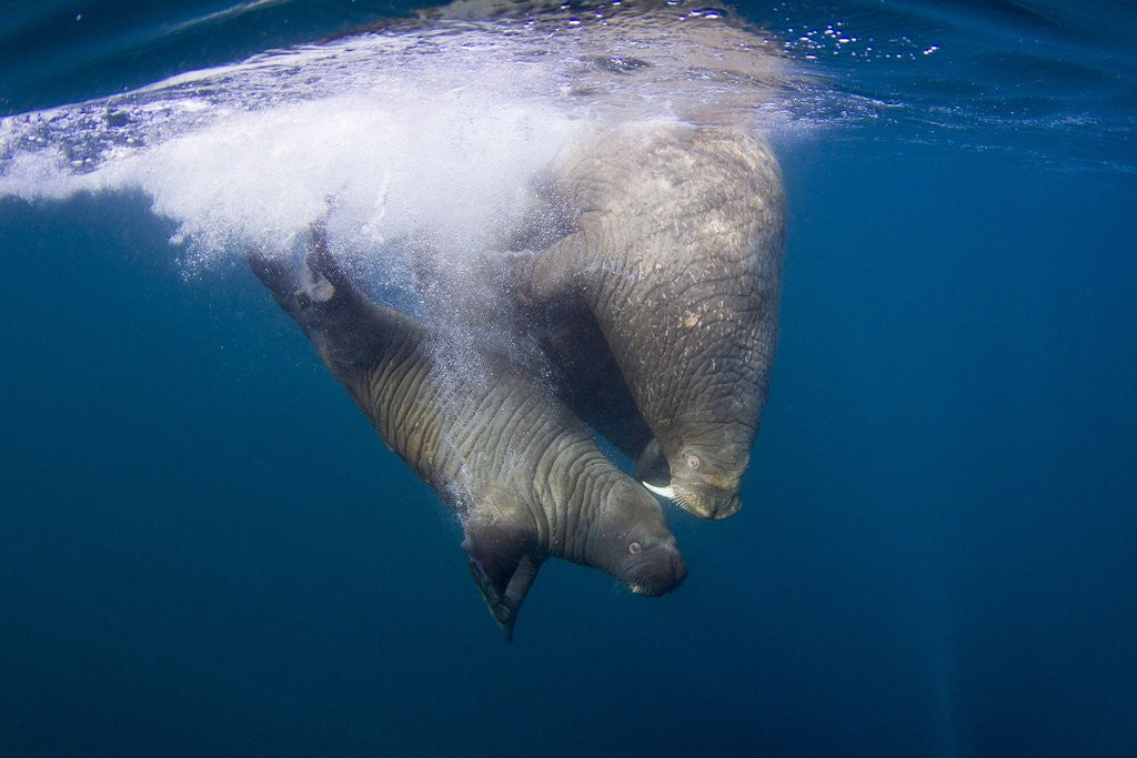 Detail of Underwater Walrus, Hudson Bay, Nunavut, Canada by Anonymous