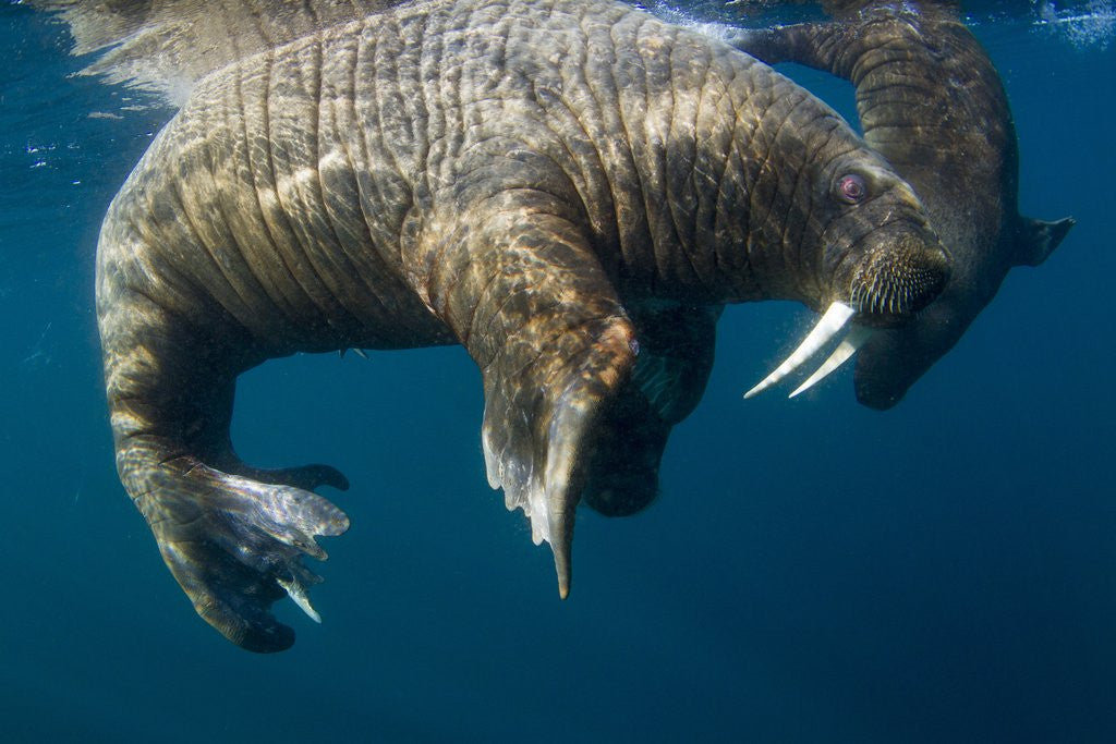 Detail of Walrus, Hudson Bay, Nunavut, Canada by Anonymous