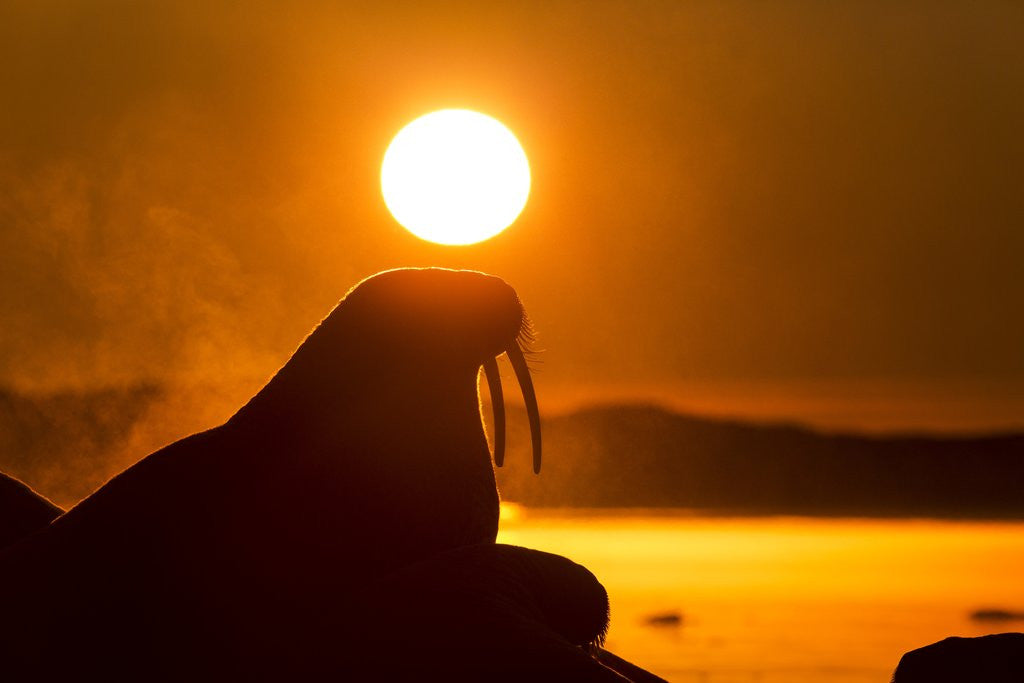 Detail of Walrus on Ice, Hudson Bay, Nunavut, Canada by Anonymous