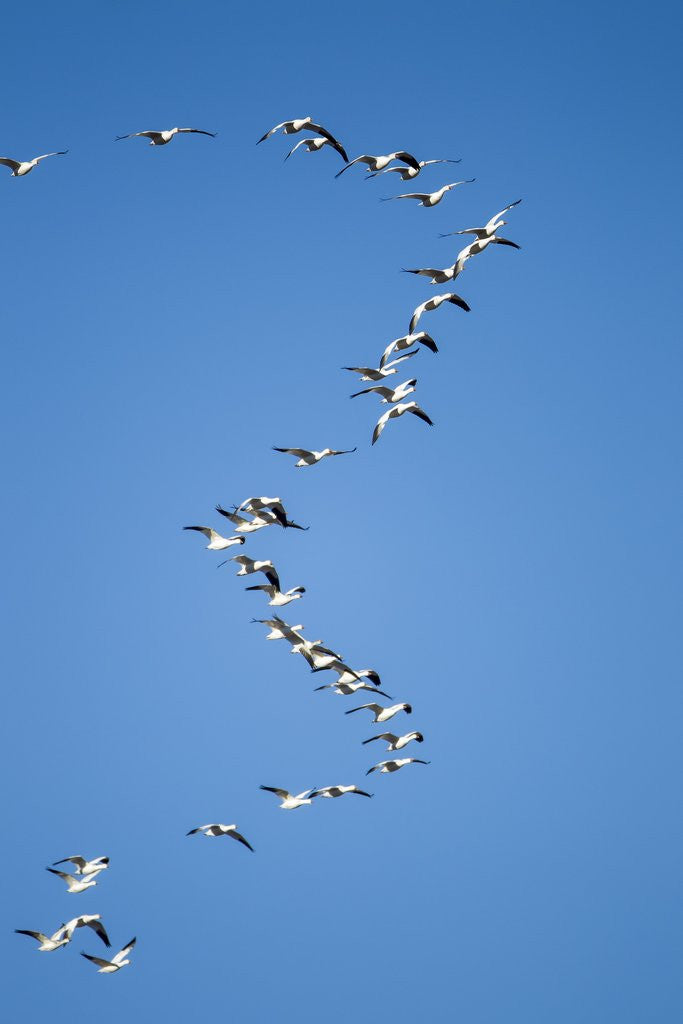 Detail of Snow Geese, New Mexico by Anonymous