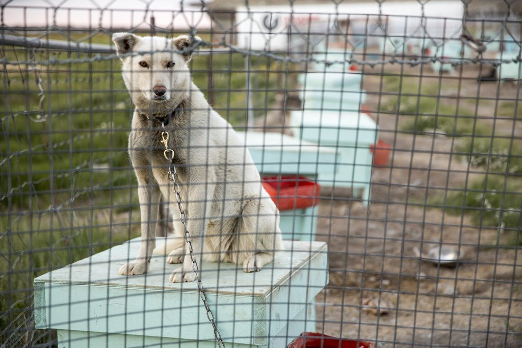 Detail of Sled Dog, Rankin Inlet, Nunavut, Canada by Anonymous
