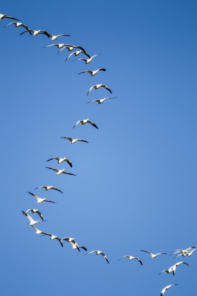 Detail of Snow Geese, New Mexico by Anonymous