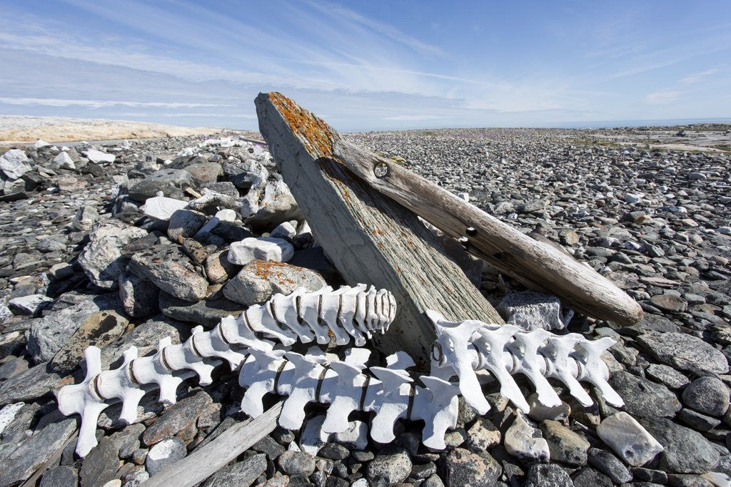 Detail of Whalers' Graves, Deadman Island, Nunavut, Canada by Anonymous