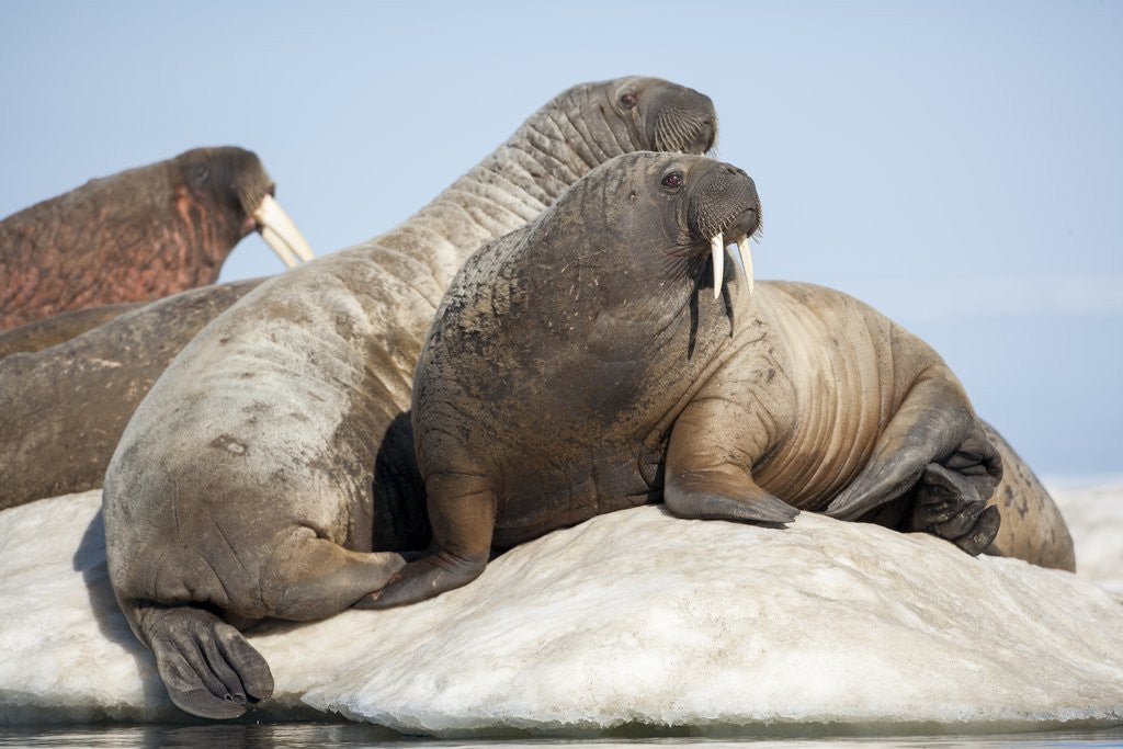 Detail of Walrus Herd on Ice, Hudson Bay, Nunavut, Canada by Anonymous