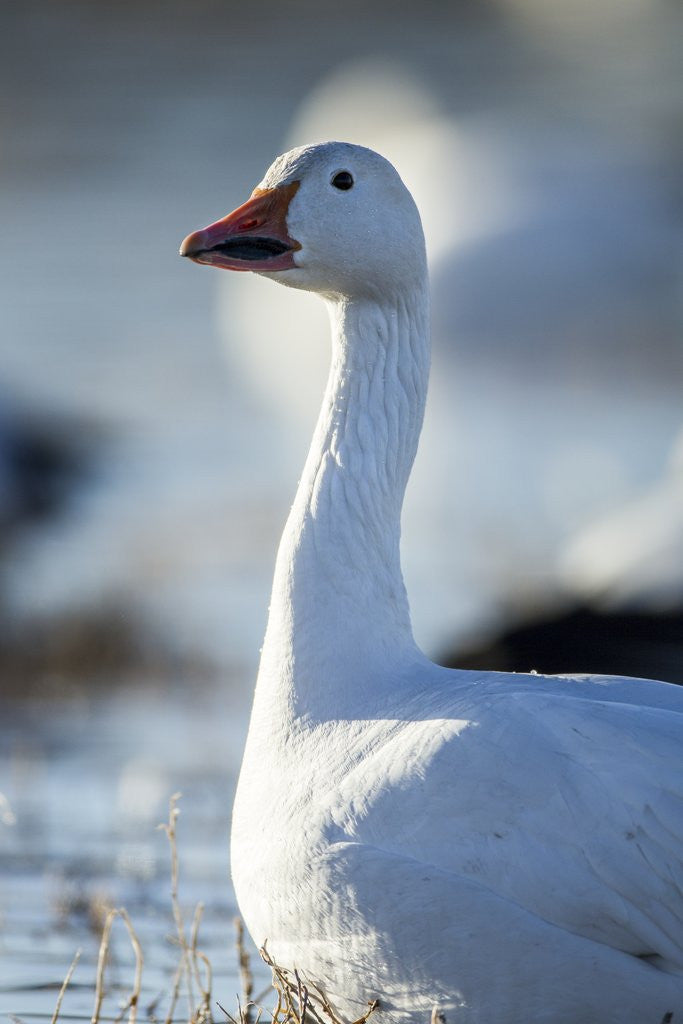 Detail of Snow Geese, New Mexico by Anonymous