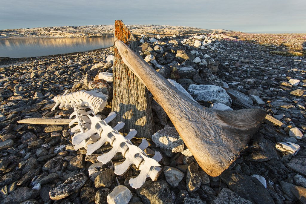 Detail of Whalers' Graves, Deadman Island, Nunavut, Canada by Anonymous