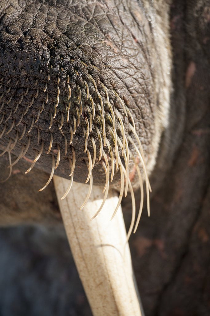 Detail of Walrus Whiskers and Tusk, Hudson Bay, Nunavut, Canada by Anonymous