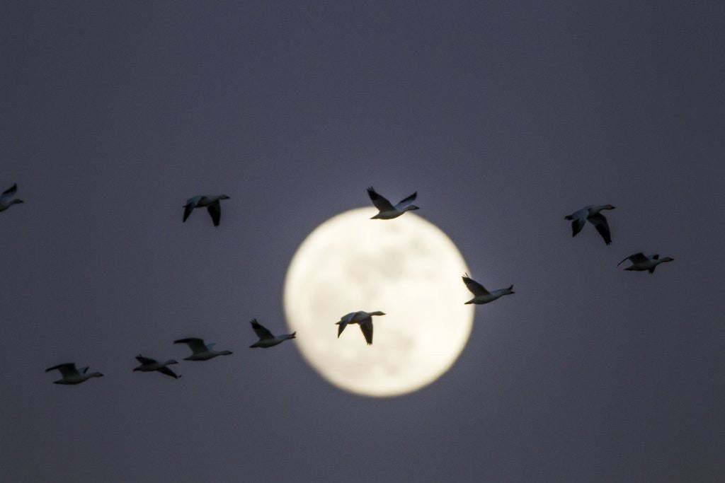 Detail of Snow Geese and Full Moon, New Mexico by Anonymous
