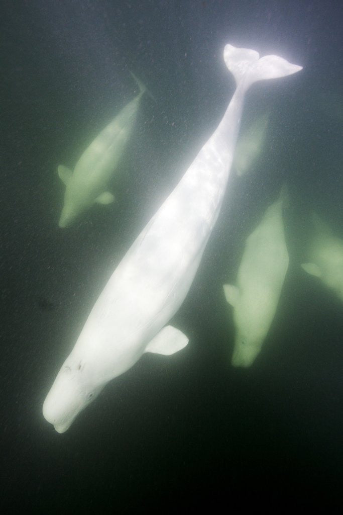 Detail of Underwater Beluga Whales, Hudson Bay, Canada by Anonymous