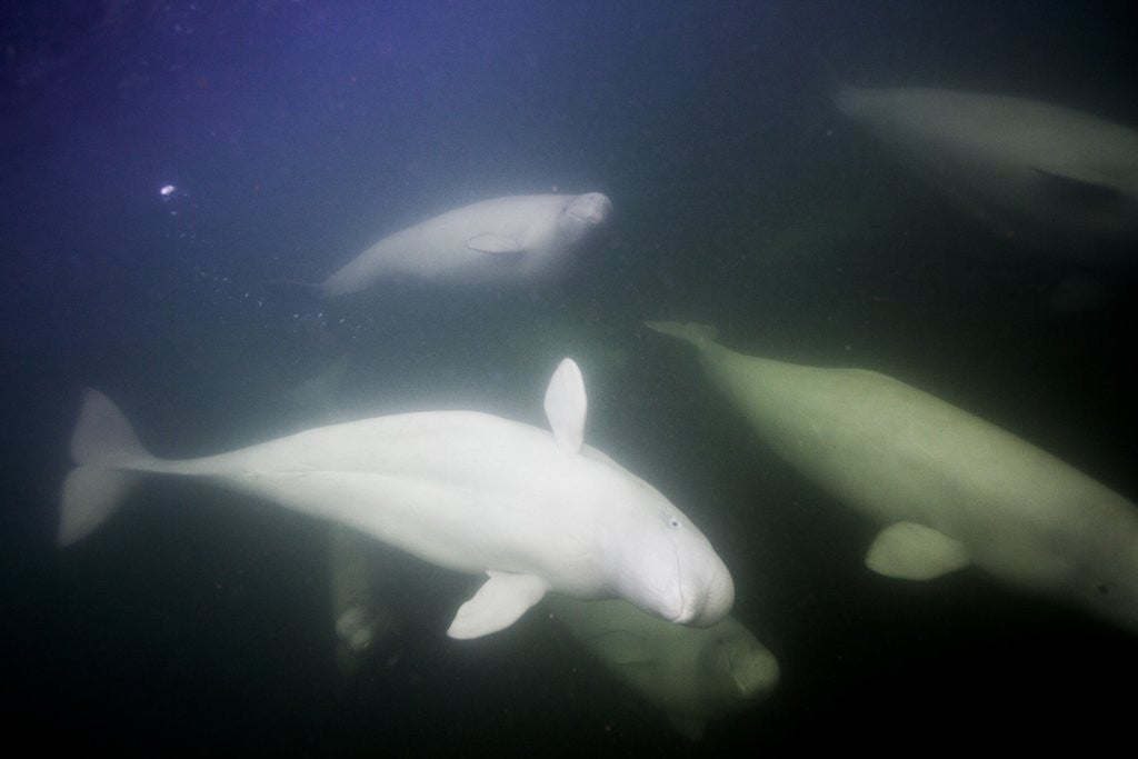 Detail of Underwater Beluga Whales, Hudson Bay, Canada by Anonymous