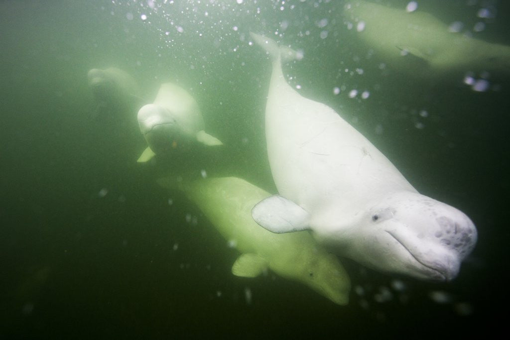 Detail of Underwater Beluga Whales, Hudson Bay, Canada by Anonymous