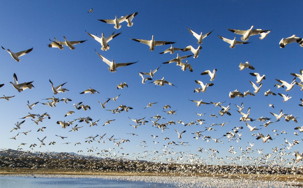 Detail of Snow Geese, Bosque del Apache National Wildlife Refuge, New Mexico by Anonymous