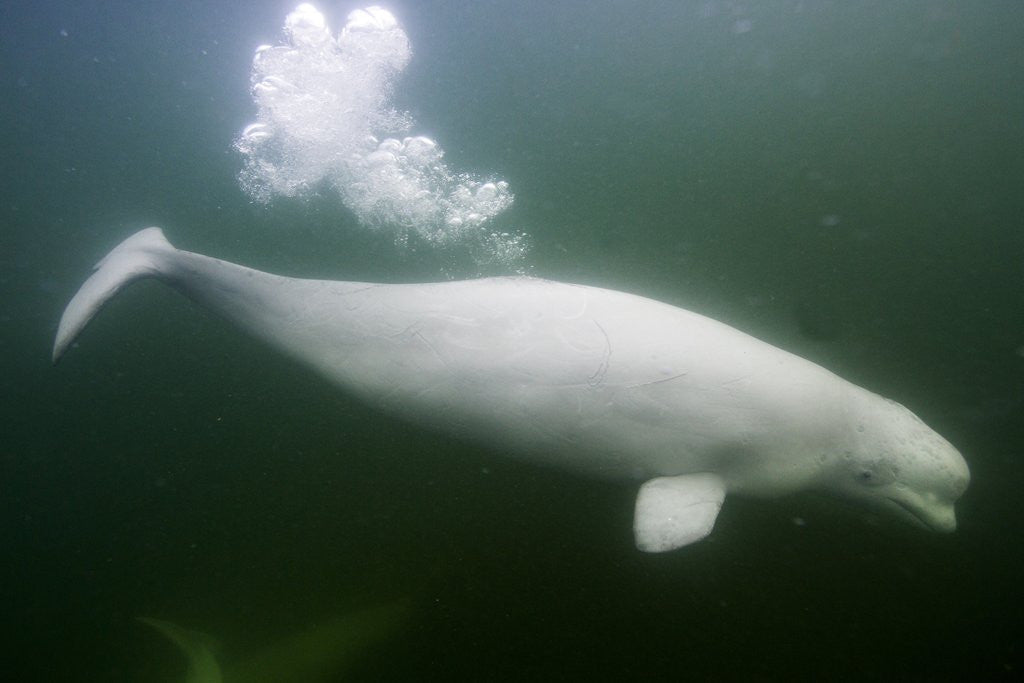 Detail of Underwater Beluga Whale, Hudson Bay, Canada by Anonymous