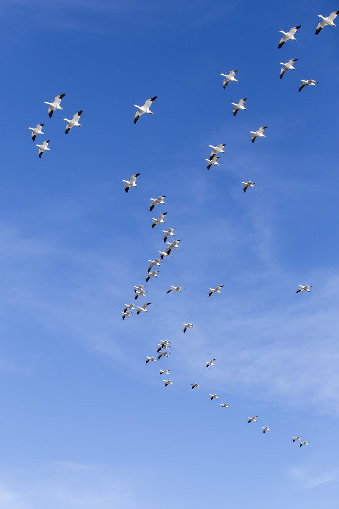 Detail of Snow Geese, New Mexico by Anonymous