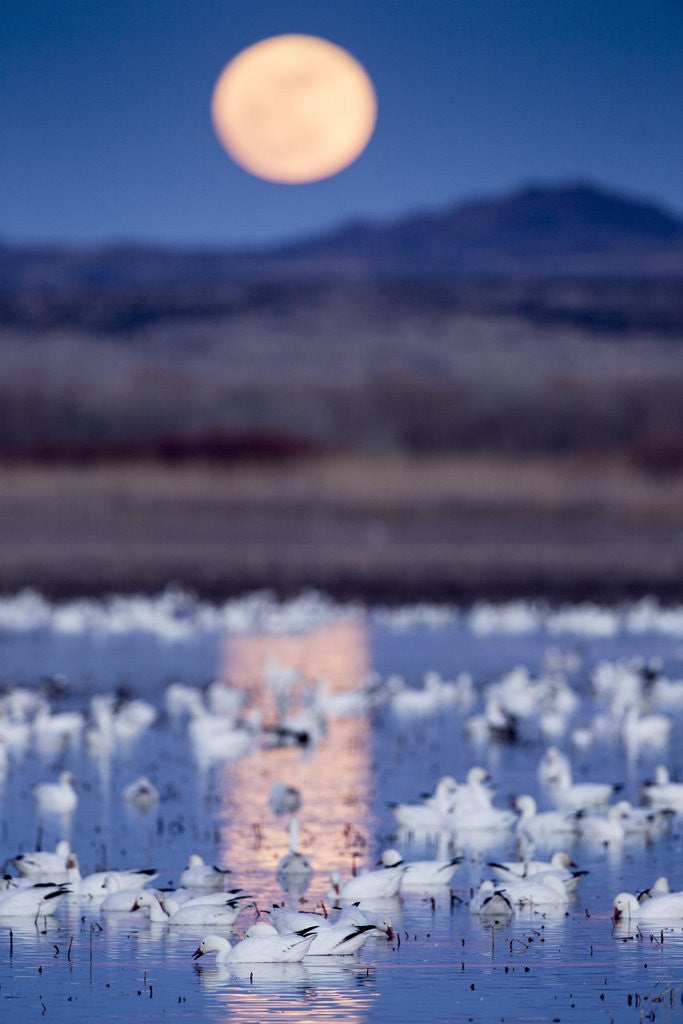 Detail of Snow Geese and Full Moon, New Mexico by Anonymous