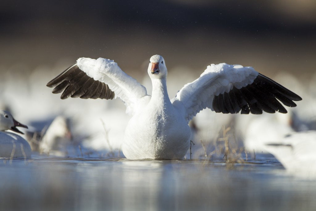 Detail of Snow Goose, Bosque del Apache National Wildlife Refuge, New Mexico by Anonymous