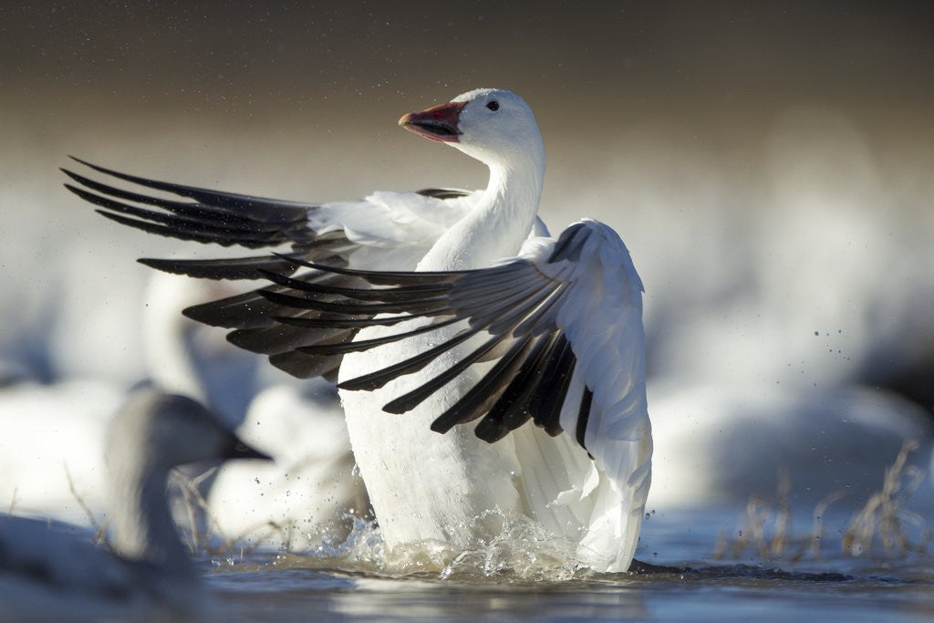 Detail of Snow Goose, Bosque del Apache National Wildlife Refuge, New Mexico by Anonymous