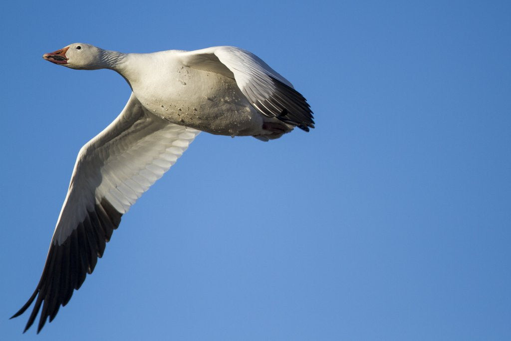 Detail of Snow Goose, Bosque del Apache, New Mexico by Anonymous