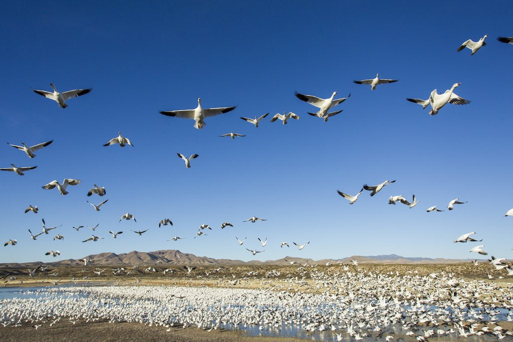 Detail of Snow Geese, Bosque del Apache, New Mexico by Anonymous