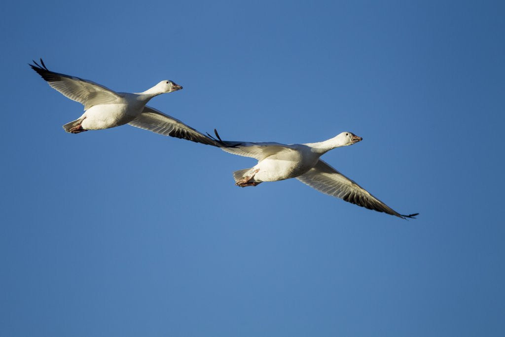 Detail of Snow Geese, Bosque del Apache, New Mexico by Anonymous