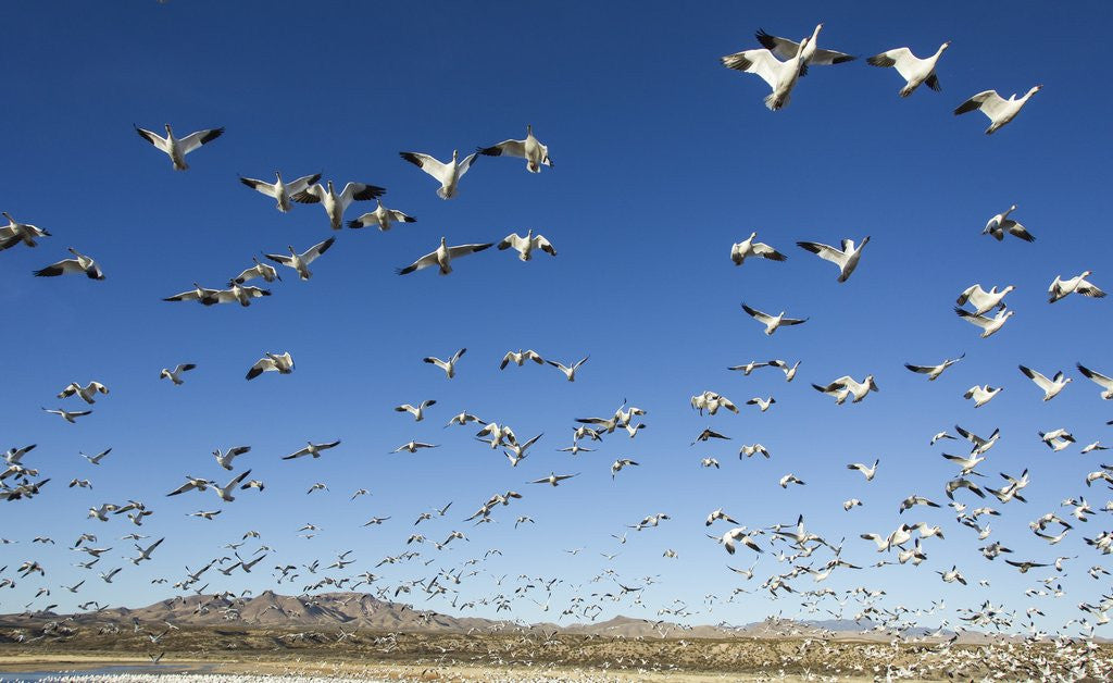 Detail of Snow Geese, Bosque del Apache, New Mexico by Anonymous