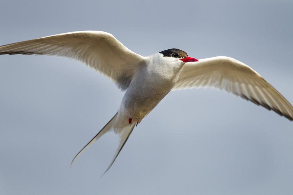 Detail of Arctic Tern in Flight, Hudson Bay, Canada by Anonymous