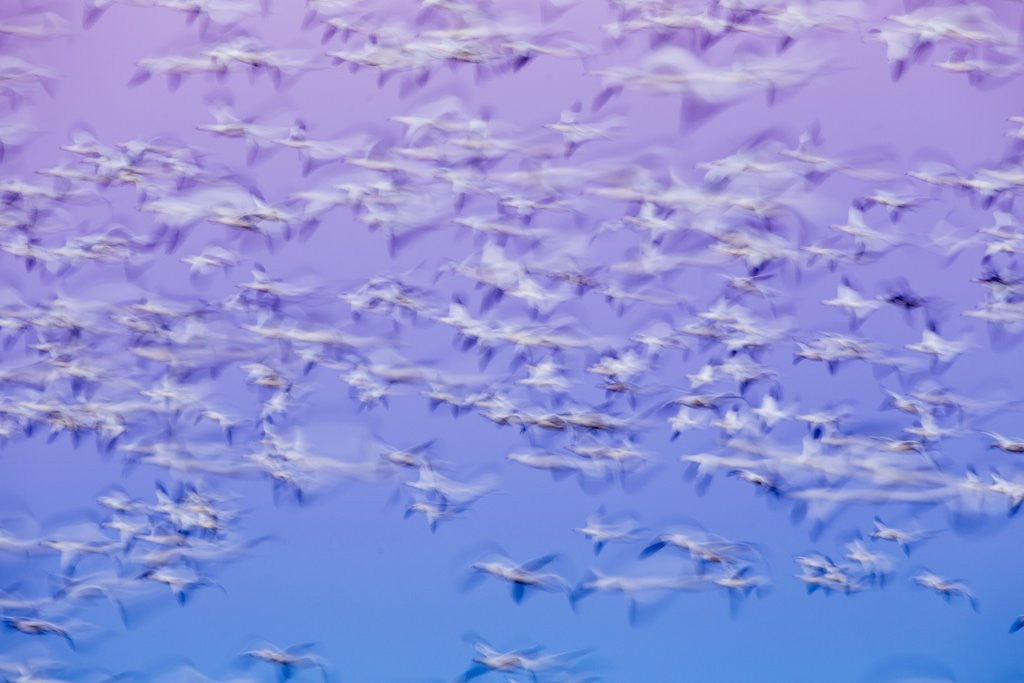 Detail of Snow Geese, Bosque del Apache, New Mexico by Anonymous