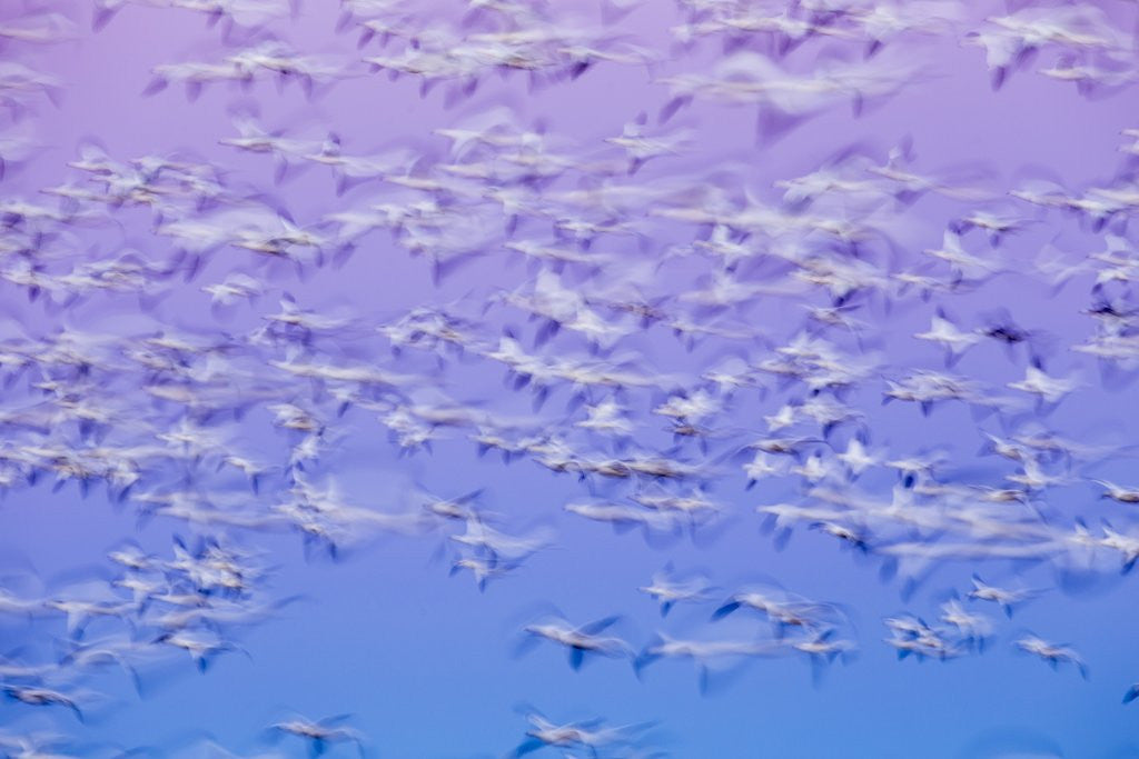 Detail of Snow Geese, Bosque del Apache, New Mexico by Corbis