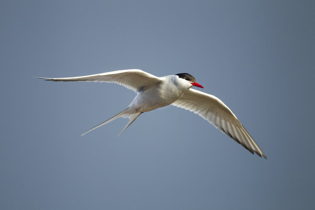 Detail of Arctic Tern in Flight, Hudson Bay, Canada by Anonymous