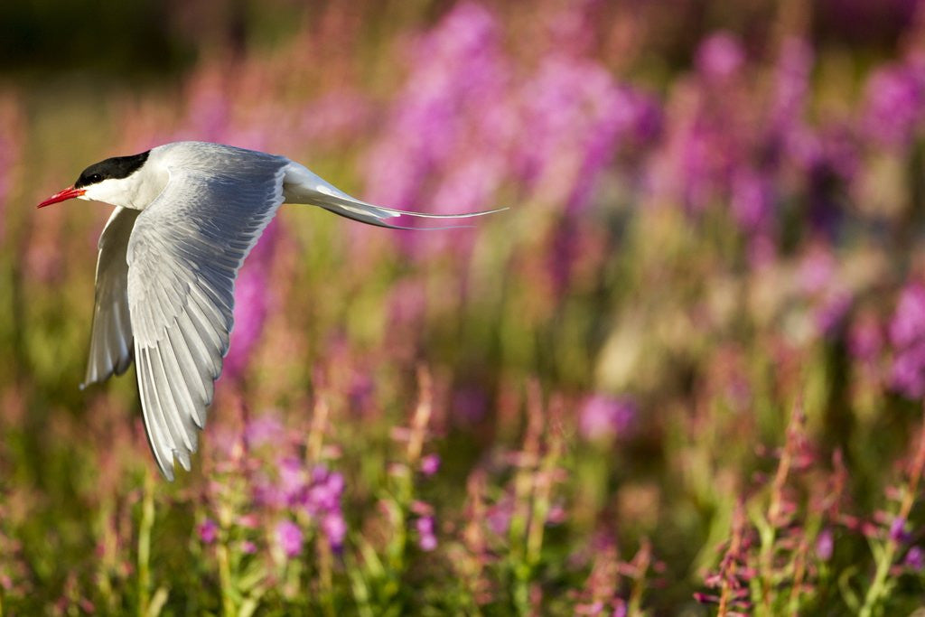Detail of Arctic Tern in Flight, Hudson Bay, Canada by Anonymous