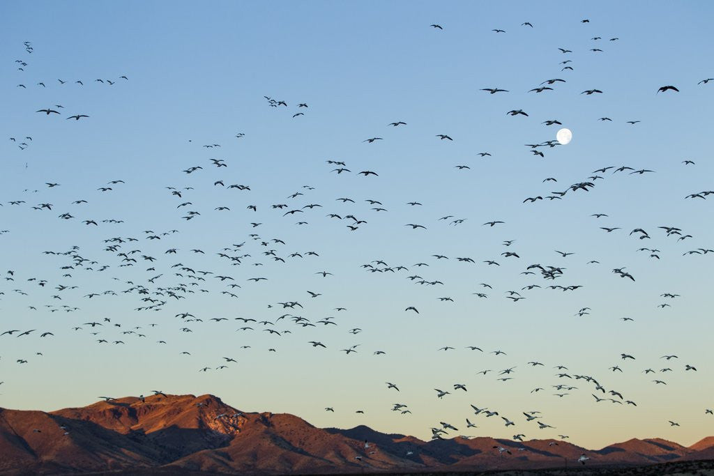 Detail of Snow Geese, Bosque del Apache, New Mexico by Anonymous