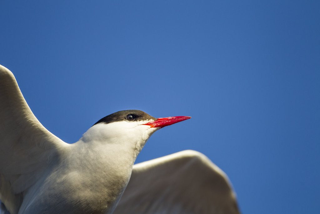 Detail of Arctic Tern, Hudson Bay, Canada by Anonymous