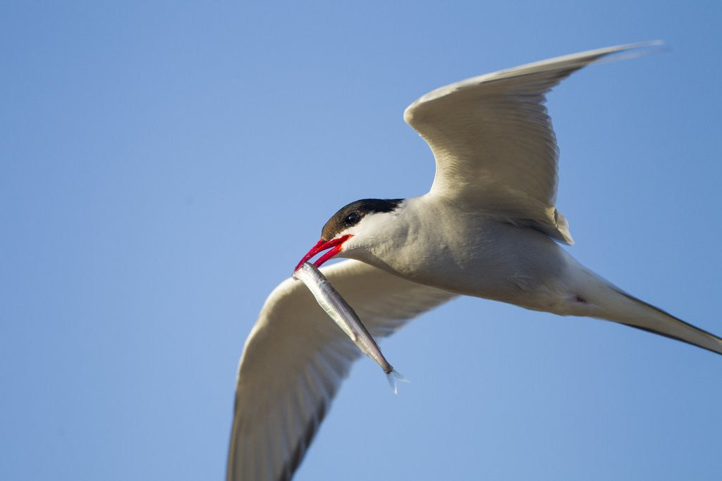 Detail of Arctic Tern, Hudson Bay, Canada by Anonymous