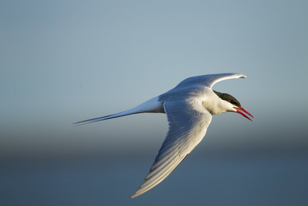 Detail of Arctic Tern, Hudson Bay, Canada by Anonymous