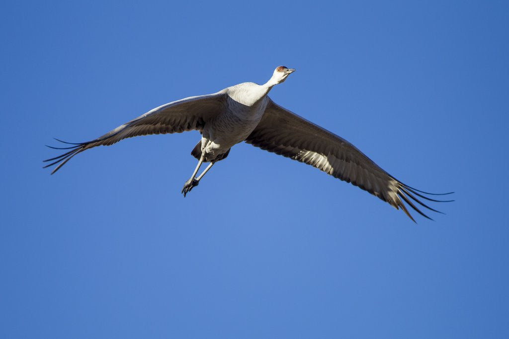 Detail of Sandhill Cranes in Flight, Bosque del Apache, New Mexico by Anonymous