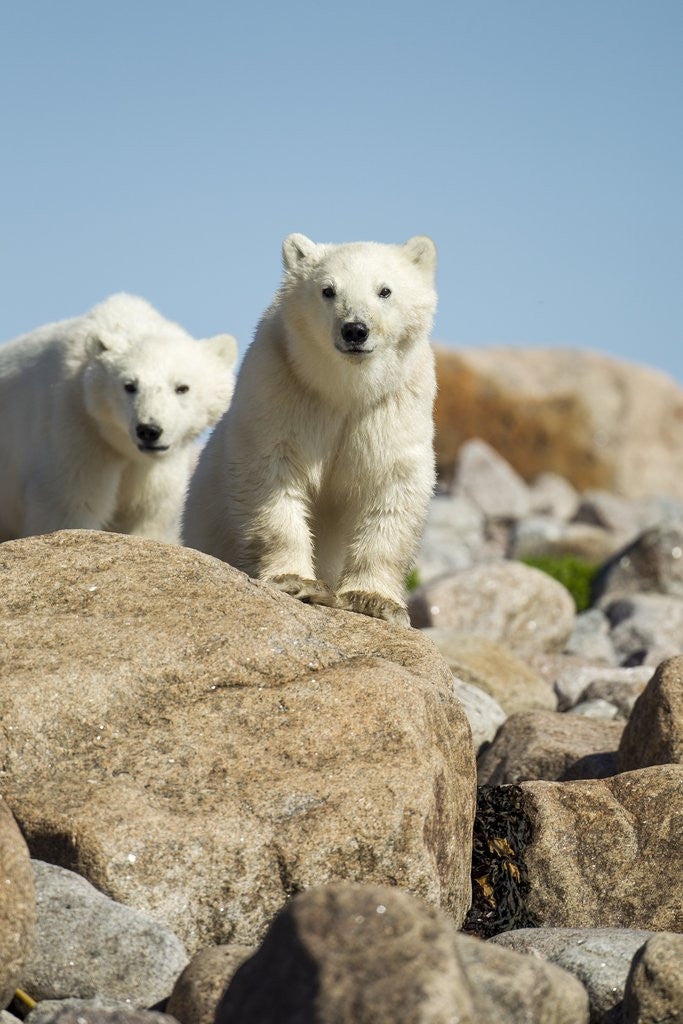 Detail of Polar Bear Cubs, Hudson Bay, Manitoba, Canada by Anonymous
