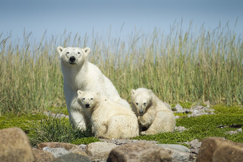 Detail of Polar Bear and Cubs, Hudson Bay, Manitoba, Canada by Anonymous