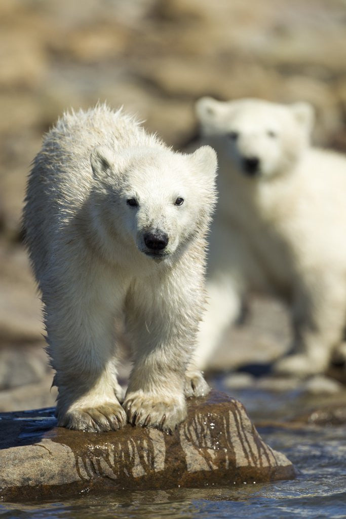 Detail of Polar Bear Cubs, Hudson Bay, Manitoba, Canada by Anonymous