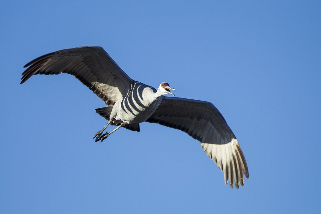 Detail of Sandhill Crane in Flight, Bosque del Apache, New Mexico by Anonymous