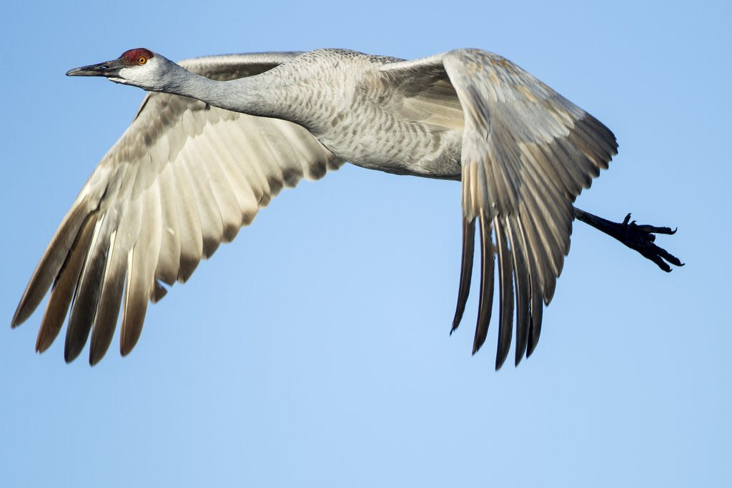 Detail of Sandhill Crane in Flight, Bosque del Apache, New Mexico by Anonymous